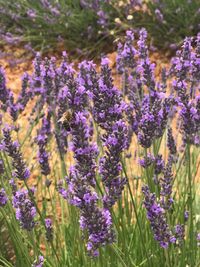 Close-up of purple flowering plants on field