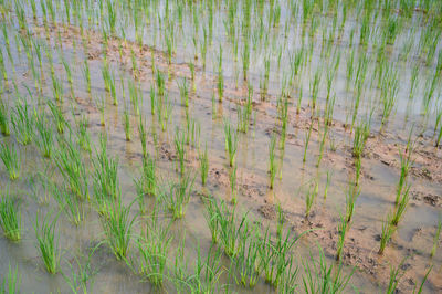 High angle view of bamboo on field