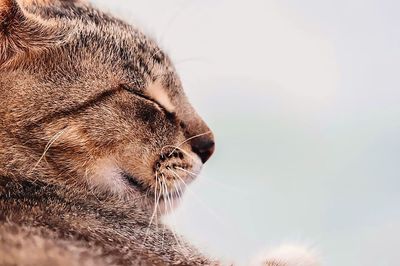 Close-up of a cat looking away