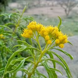 Close-up of yellow flowering plant