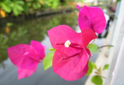 Close-up of pink flowering plant