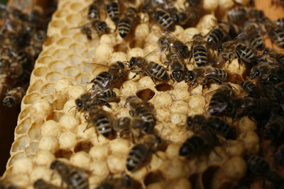 Close-up of honey bee
