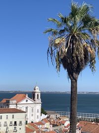 Palm trees by sea against blue sky portugal 