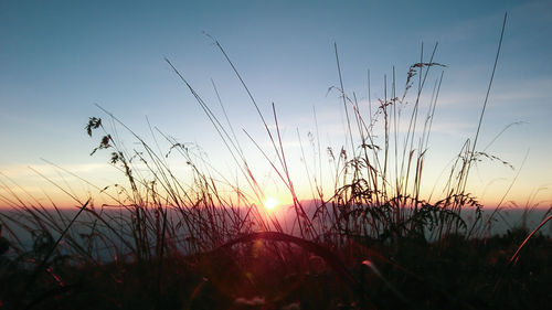 Silhouette plants on field against sunset sky