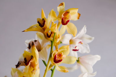 Close-up of yellow flowering plant against white background