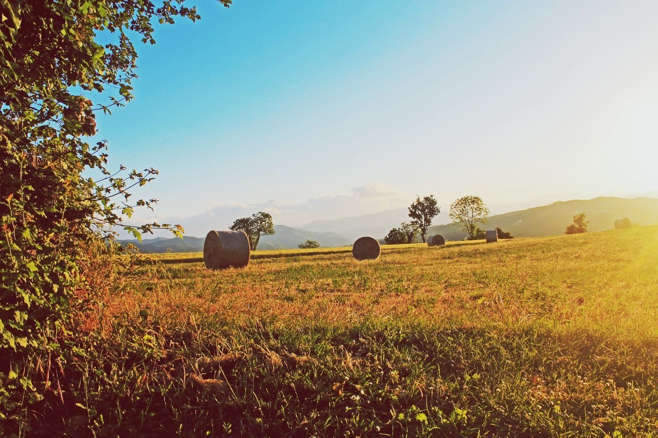 landscape, field, clear sky, tranquility, tranquil scene, grass, nature, scenics, beauty in nature, rural scene, tree, copy space, grassy, growth, sky, agriculture, non-urban scene, horizon over land, sunlight, remote