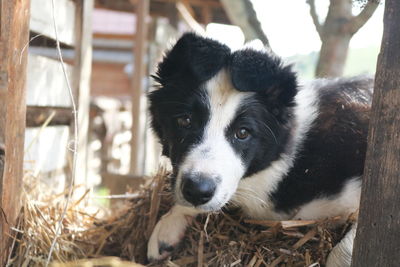 Close-up portrait of dog