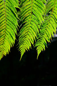 Close-up of fern leaves