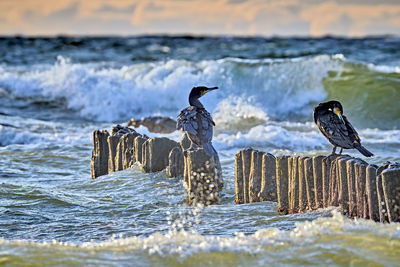 Seagulls perching on wooden post