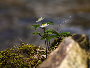 Close-up of plant growing on rock