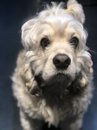 Close-up portrait of dog