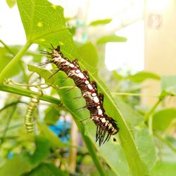 Close-up of grasshopper on leaf