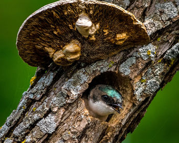 Close-up of a bird