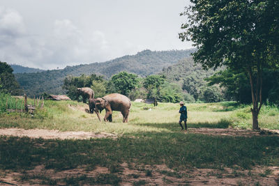 Man looking at elephants while walking on field