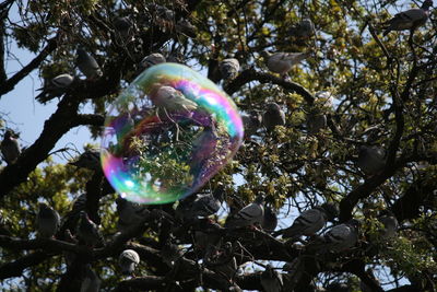 Low angle view of bubbles against trees