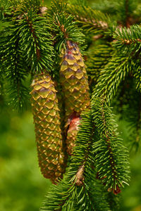 Close-up of pine tree