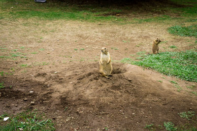 Squirrel sitting on field