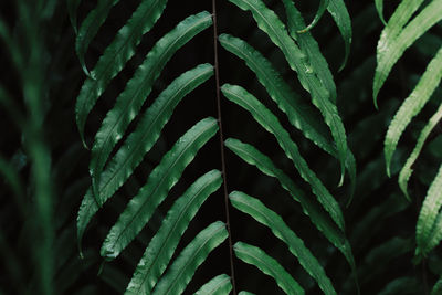 Close-up of fern