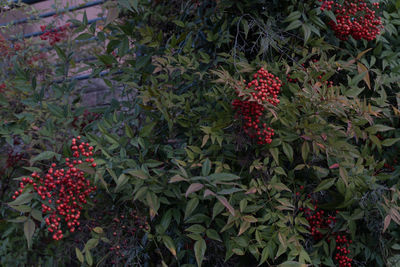 Red berries growing on plant