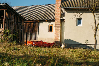 Chicken running trough the yard in village