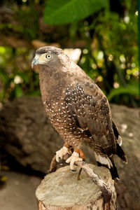 Close-up of eagle perching on rock