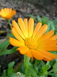 Close-up of yellow flower