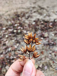 Close-up of hand holding dried plant