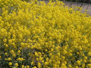 yellow
