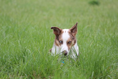 Portrait of dog on grassy field