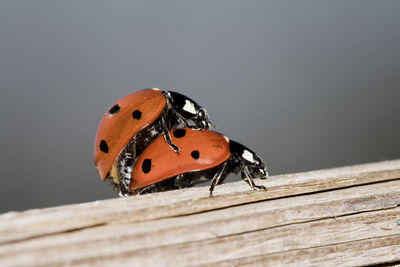 Close-up of ladybugs mating on wood