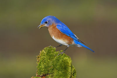 Close-up of male eastern bluebird perching on twig