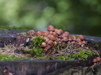 Mushrooms in the forest