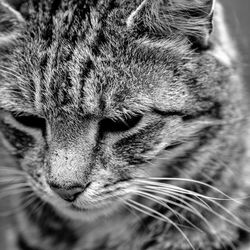Close-up of a cat looking away