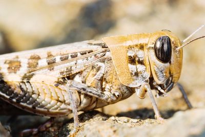 Close-up of grasshopper on rock