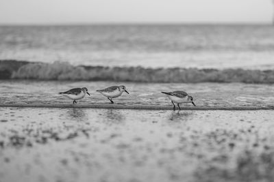 3 sandpipers piping