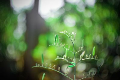 Close-up of plant growing on field