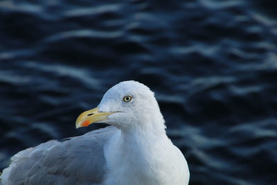 Close-up of seagull looking away