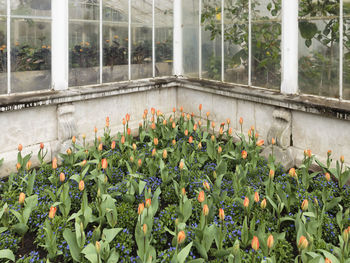 Flowering plants in greenhouse