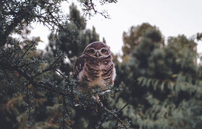 Portrait of owl perching on branch