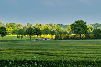 Scenic view of agricultural field against clear sky