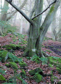 View of tree in forest