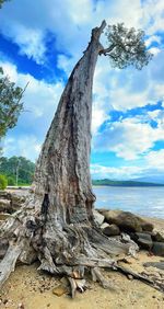 Driftwood on tree trunk by sea against sky