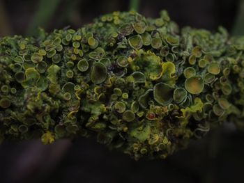 Close-up of fresh green plants