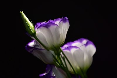 Close-up of flowers over black background