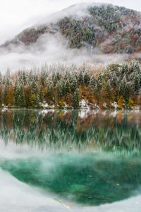 Scenic view of lake by trees