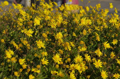 Close-up of yellow flowering plants on field