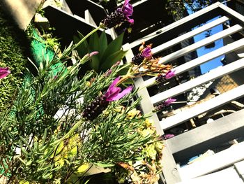 Close-up of butterfly on plants