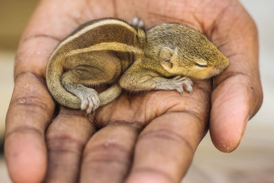 Close-up of person holding hand