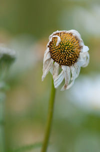 Close-up of wilted flower against blurred background