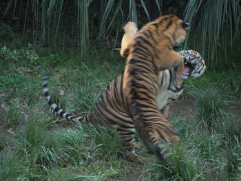 Dog relaxing on grass